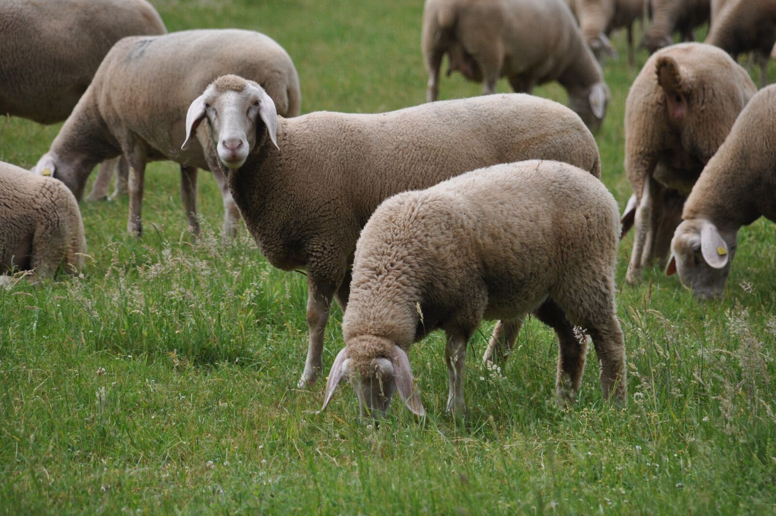 Nikon D90 sample photo. Merino land sheep, sheep photography