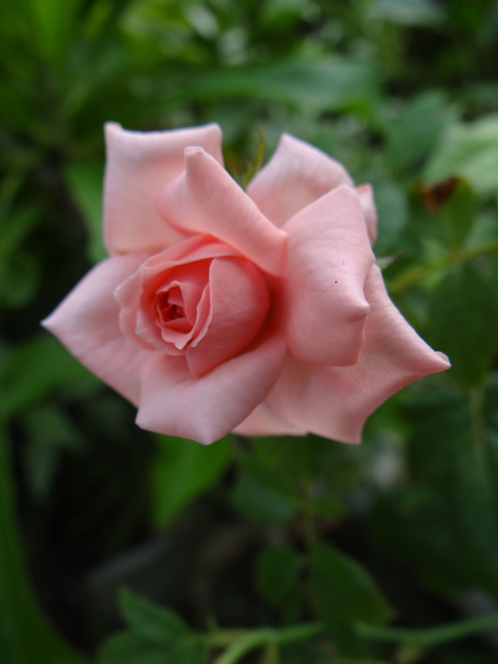 Sony DSC-HX200V sample photo. Pink, close up, rose photography