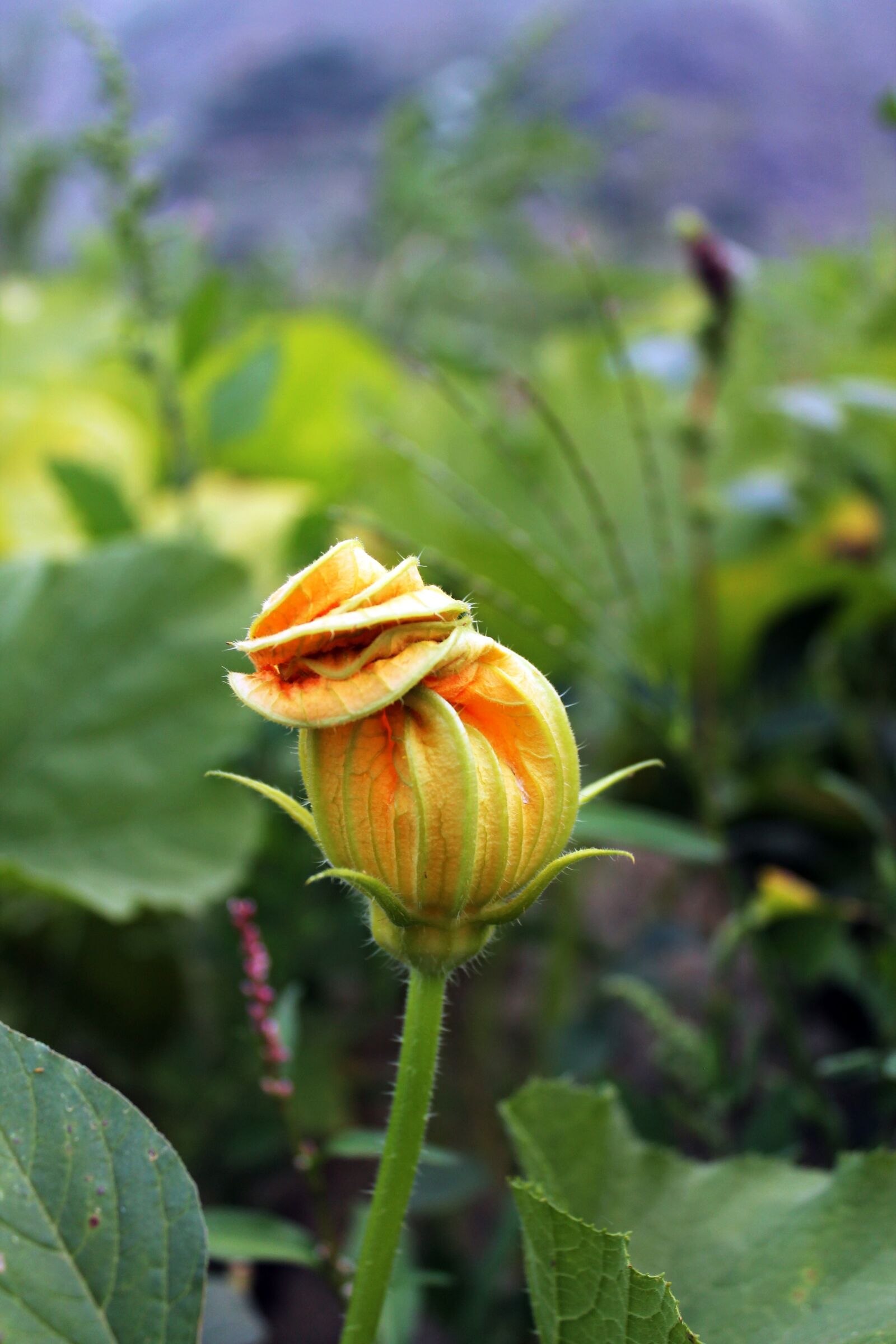 Canon EOS 1100D (EOS Rebel T3 / EOS Kiss X50) sample photo. Flower, grass, green photography