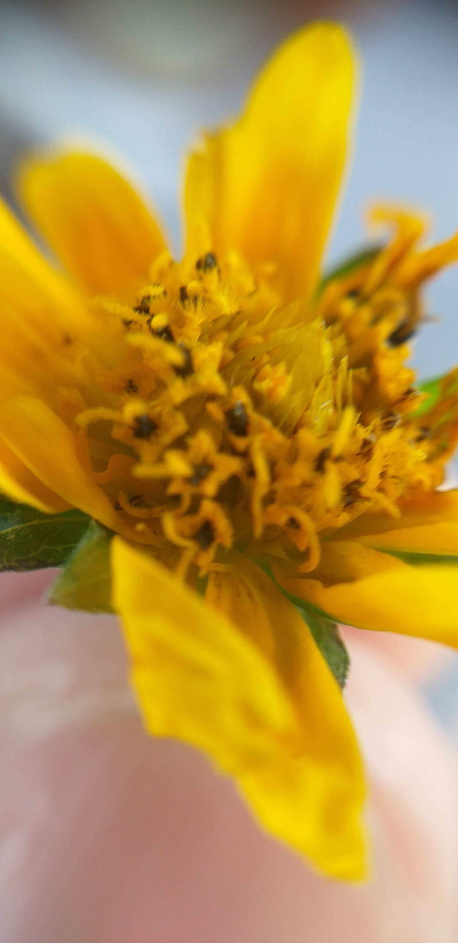 Samsung Galaxy J6+ sample photo. Flowers, flower, spring photography