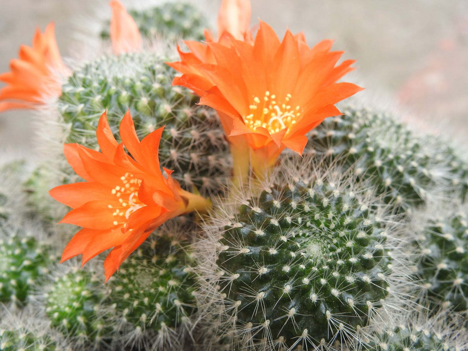 Nikon Coolpix P900 sample photo. Cactus, orange flower, beauty photography