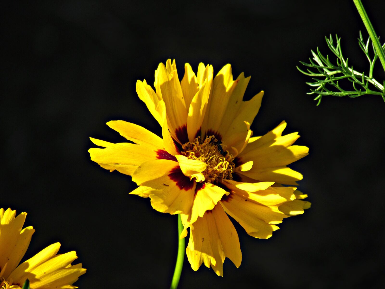 Canon PowerShot SX30 IS sample photo. Flowers, yellow, summer photography