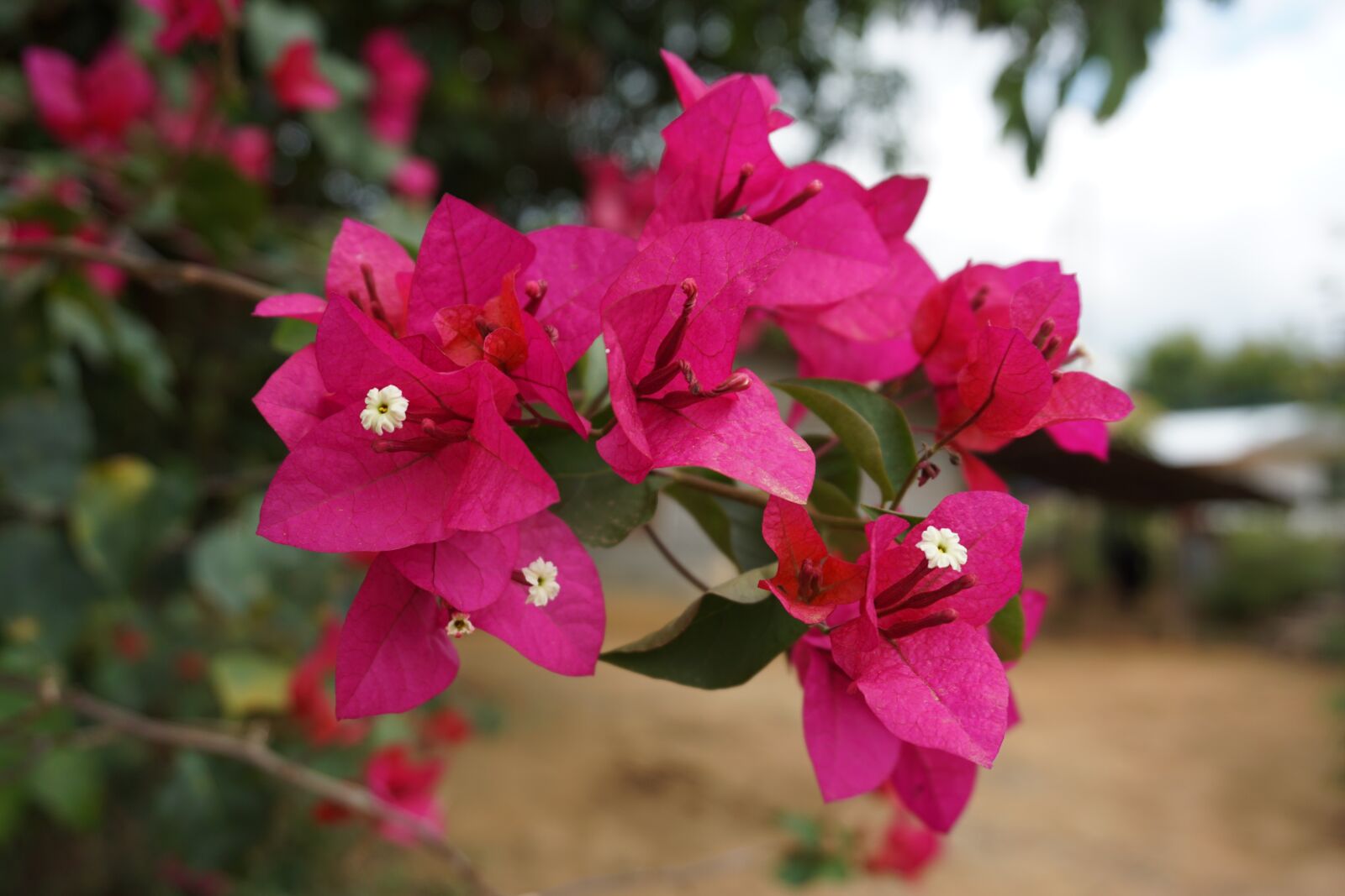 Sony a5100 sample photo. Flowers, nature, flowers fueangfa photography