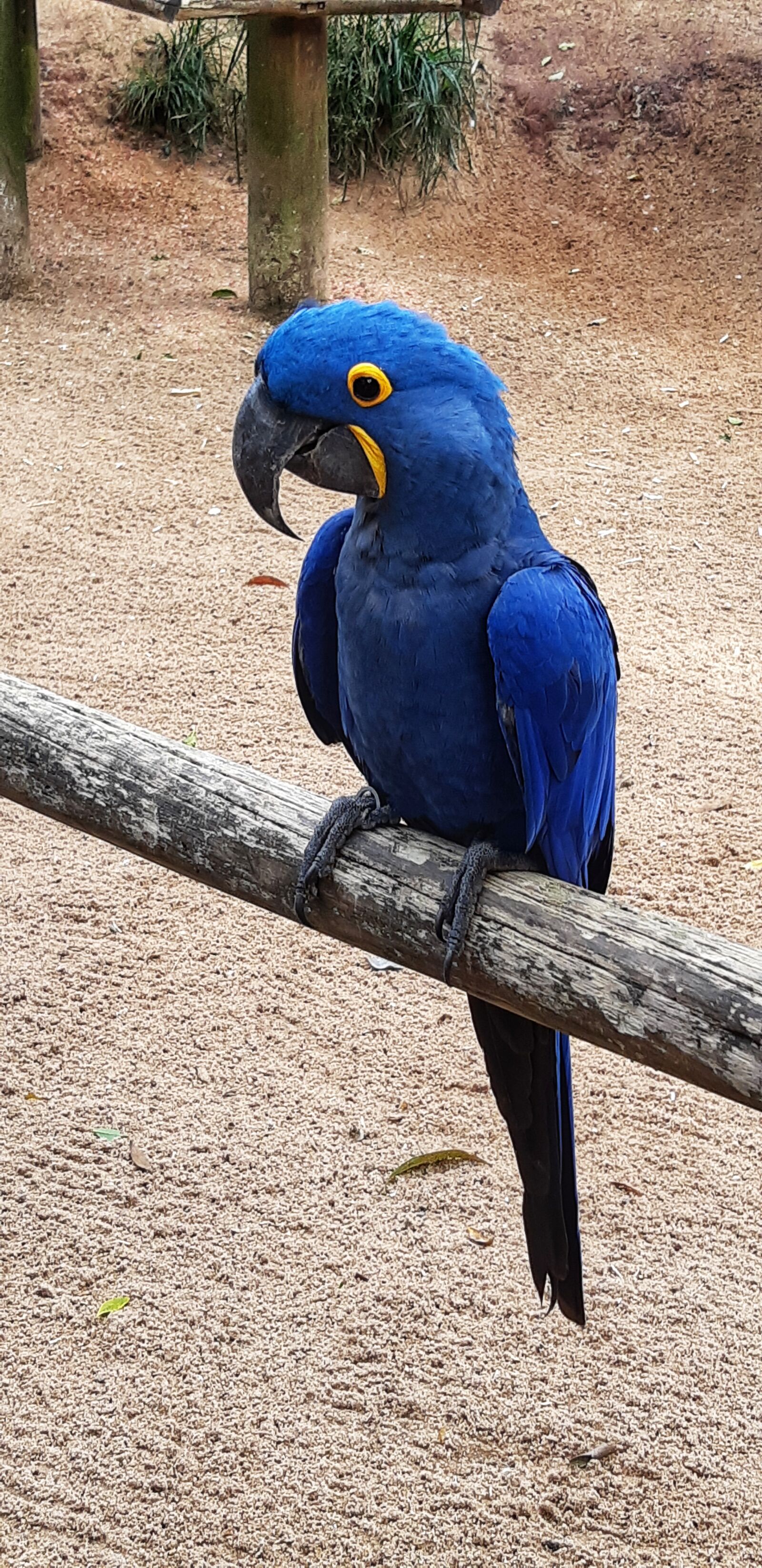 Samsung Galaxy A8(2018) sample photo. Macaw, bird, blue photography