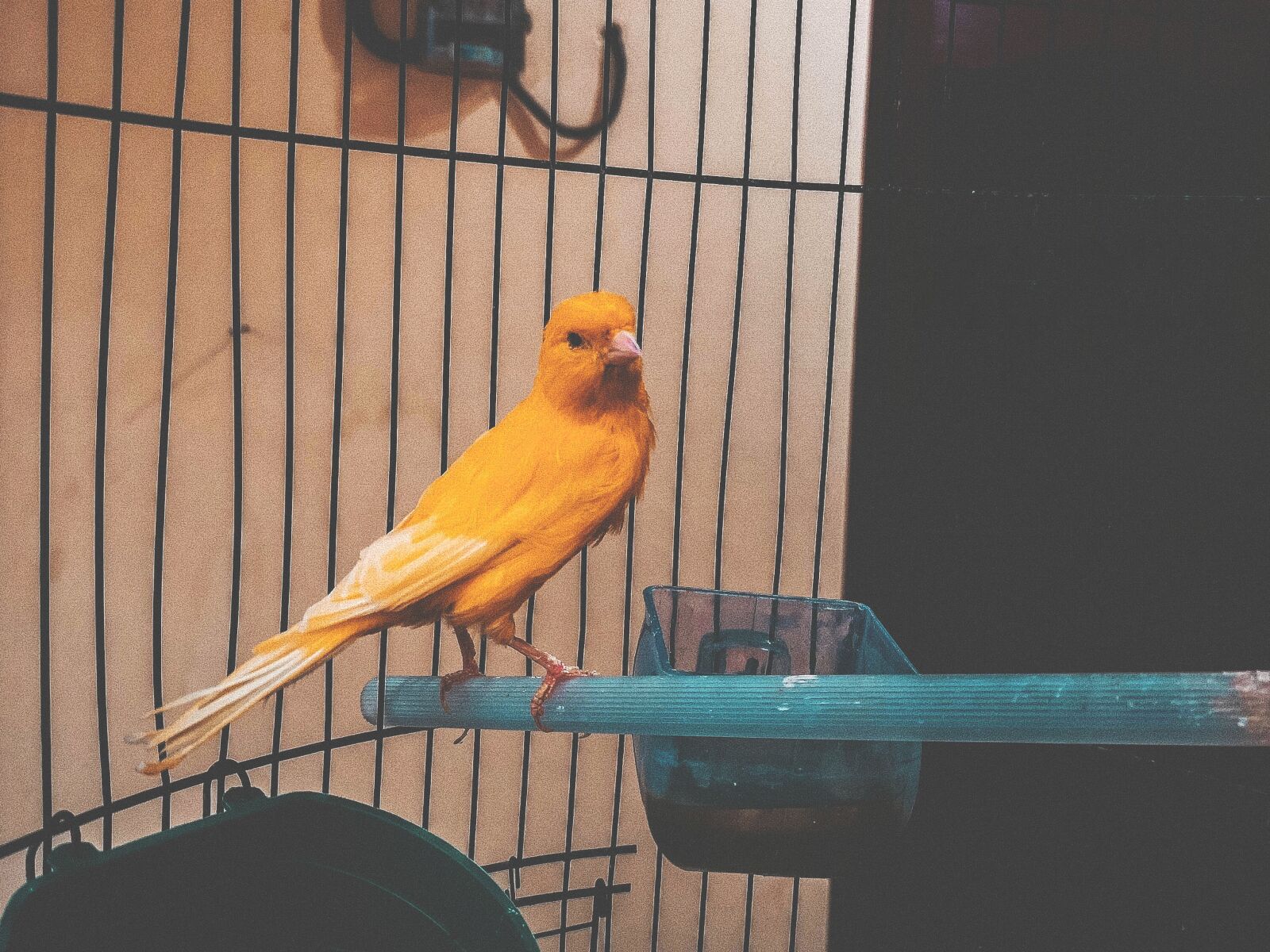 HUAWEI CLT-L29 sample photo. Cute, closeup, bird contest photography