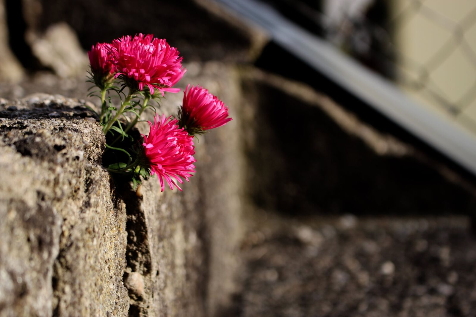 Canon EOS 700D (EOS Rebel T5i / EOS Kiss X7i) sample photo. Nature, flower, blossom photography