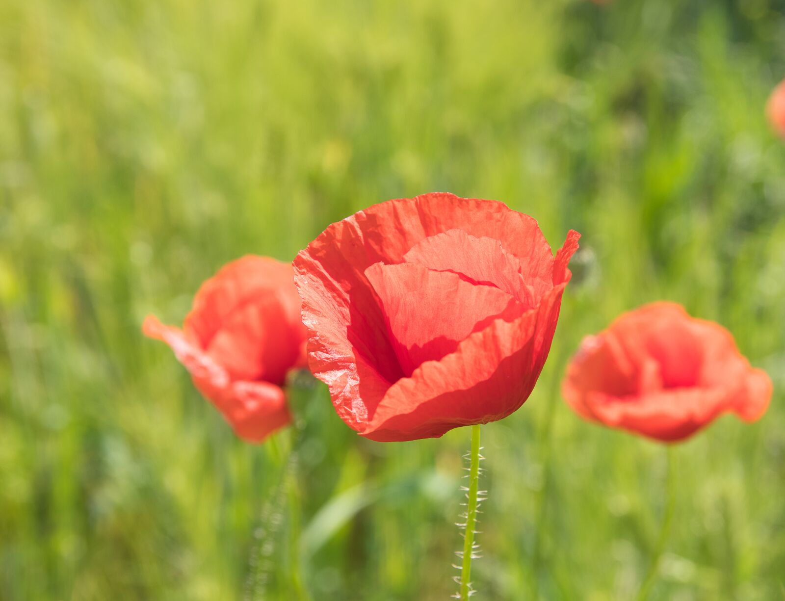 Canon EOS 80D sample photo. Poppy, poppy flower, klatschmohn photography