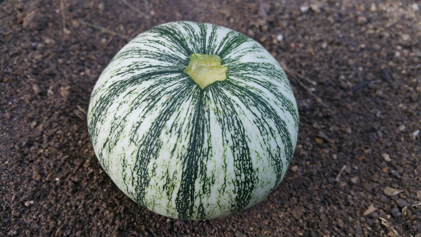 Samsung Galaxy Note4 sample photo. Squash, round, pumpkin photography