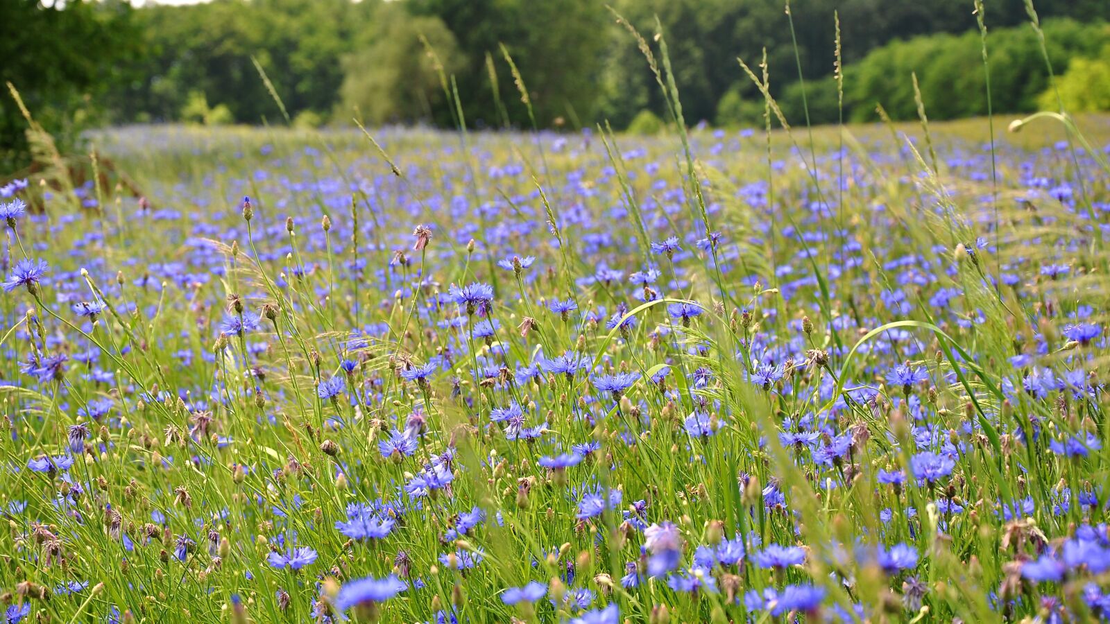 Nikon D90 sample photo. Wildflower, meadow flower, summer photography