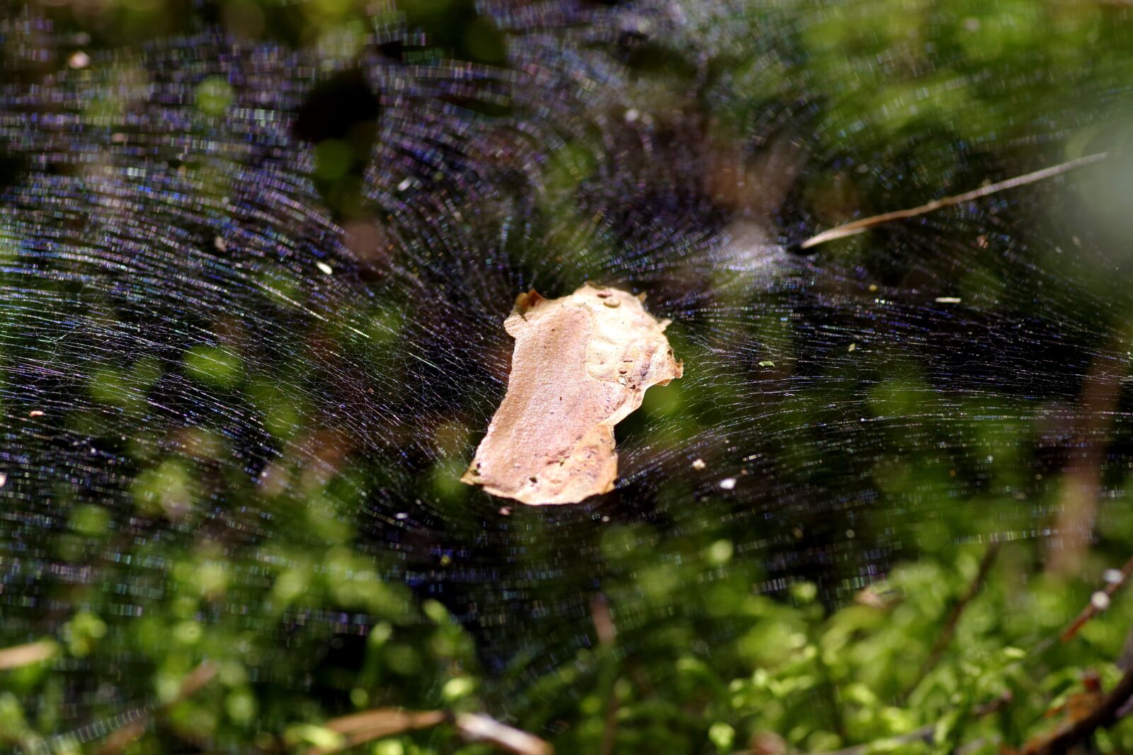 Pentax K-S2 sample photo. Cobweb, the grid, snap photography