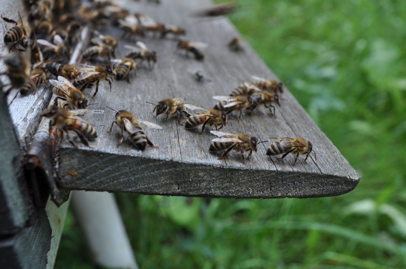 Nikon D90 sample photo. Bees, the hive, bee-keeping photography
