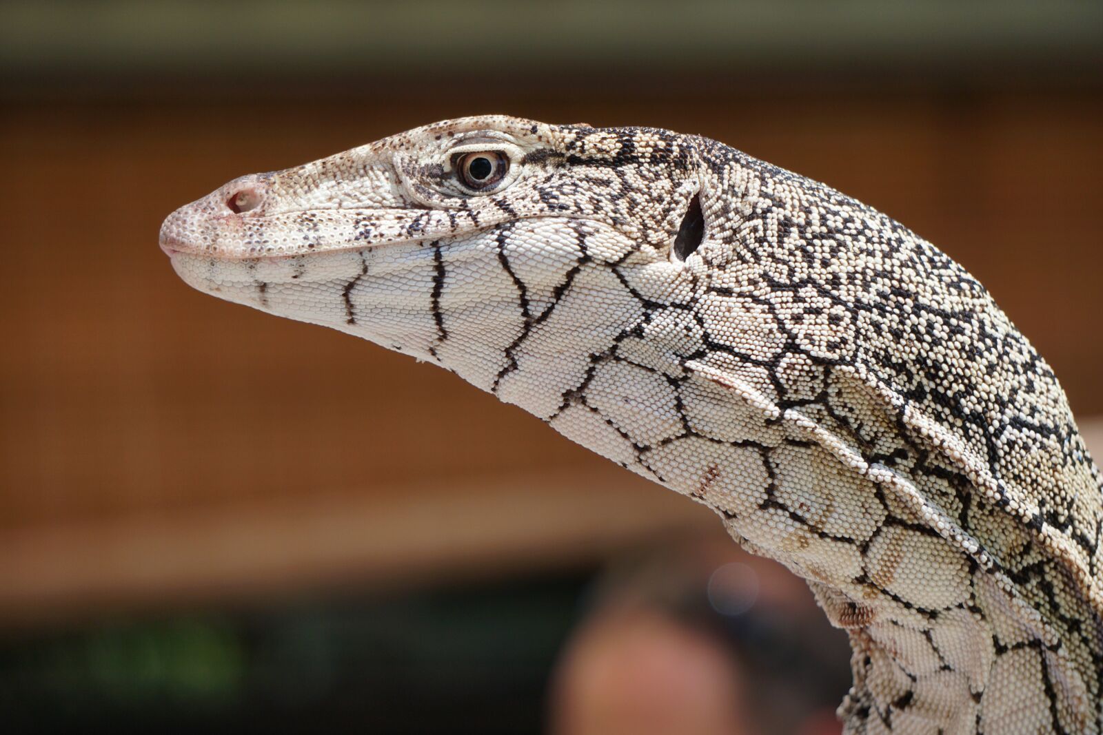 Sony E 55-210mm F4.5-6.3 OSS sample photo. Perentie, lizard, goanna photography