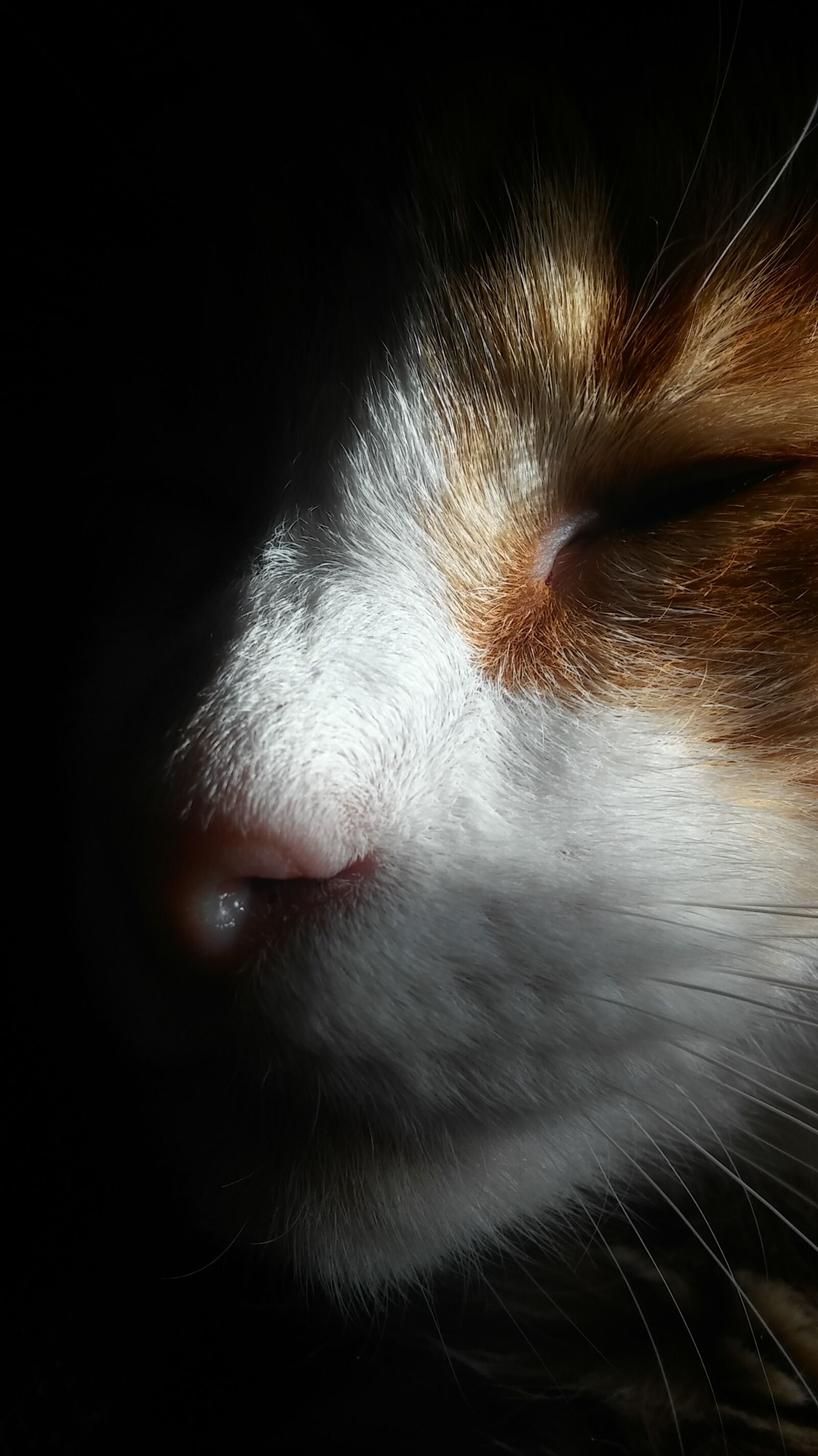 LG G STYLO sample photo. Cat face, strange lighting photography