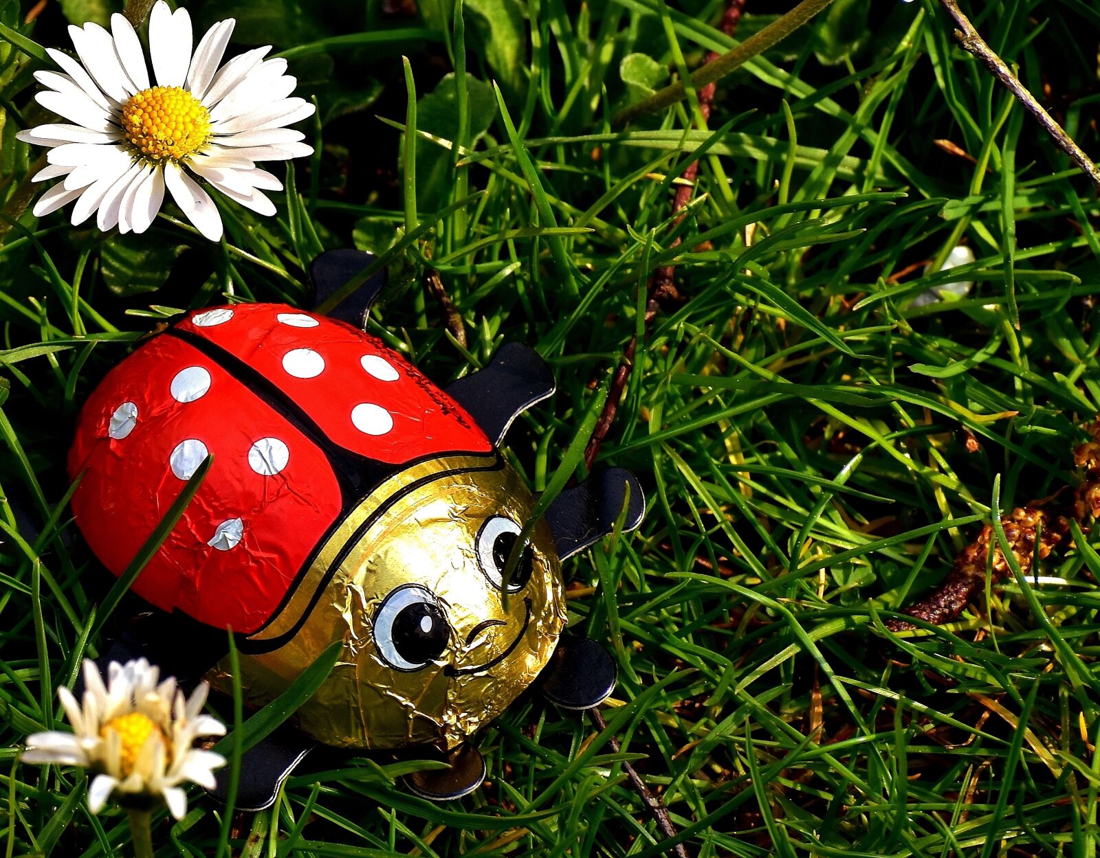 Nikon D7200 sample photo. Lucky ladybug, ladybug, chocolate photography