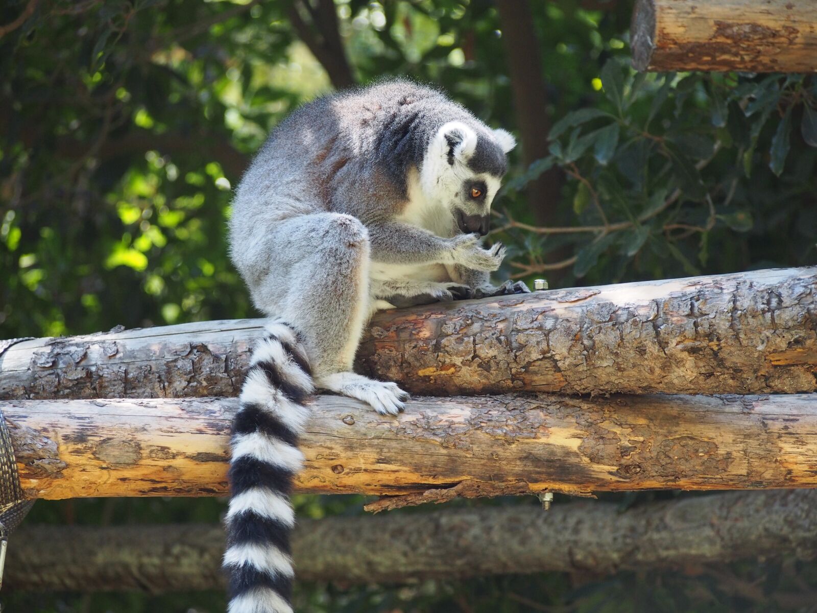 Olympus PEN E-PL5 sample photo. Lemur, primate, mammal photography