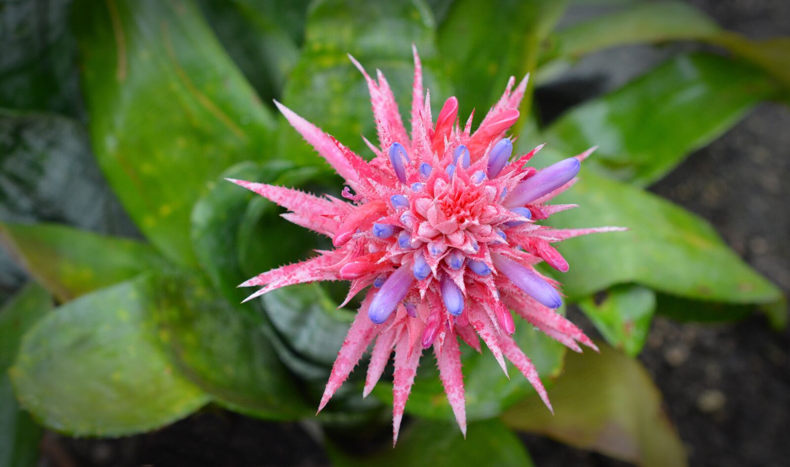 Nikon D5200 sample photo. Aechmea fasciata, blossom, bloom photography