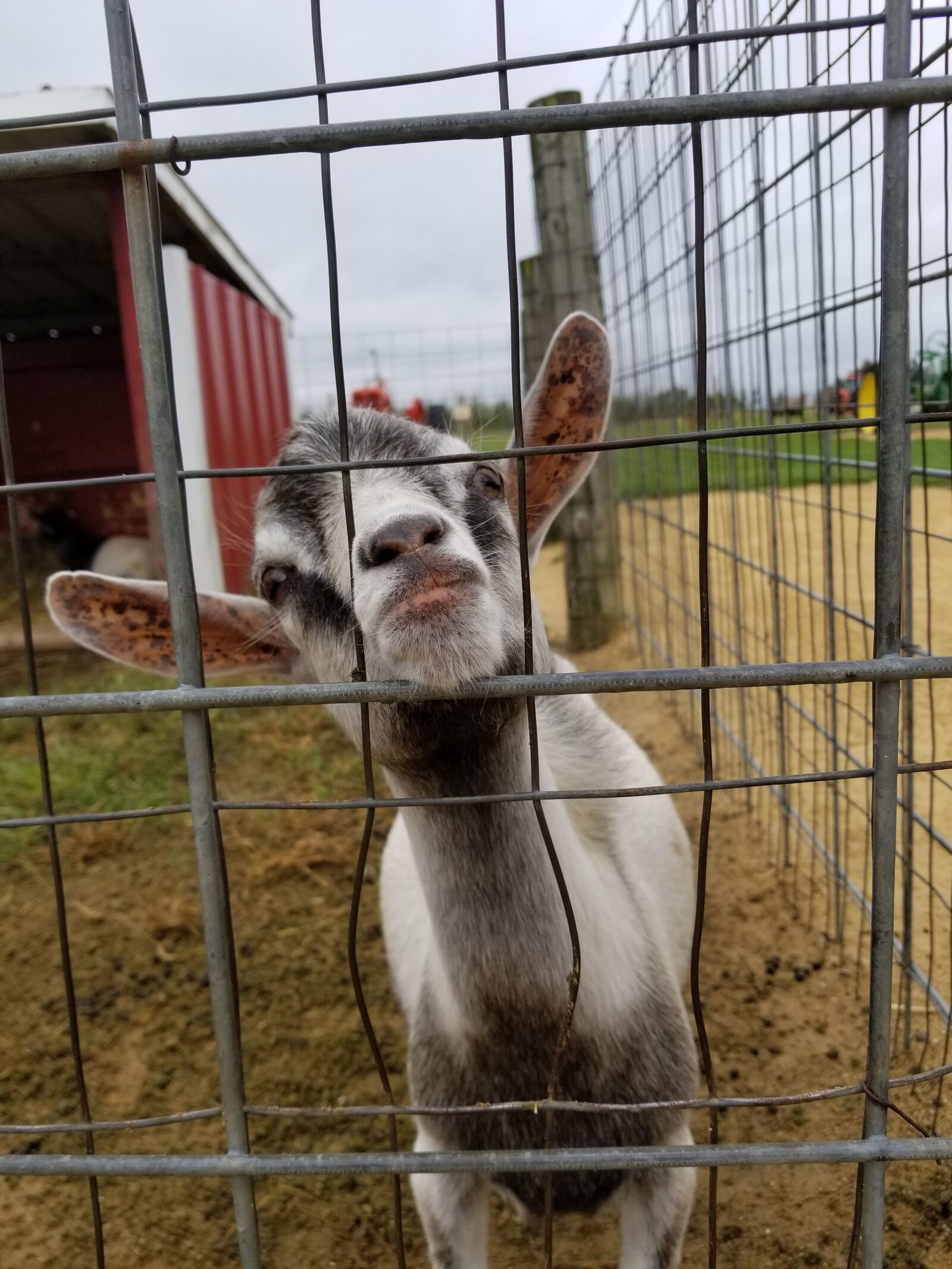 Samsung Galaxy S8 sample photo. Goat, animal, farm photography