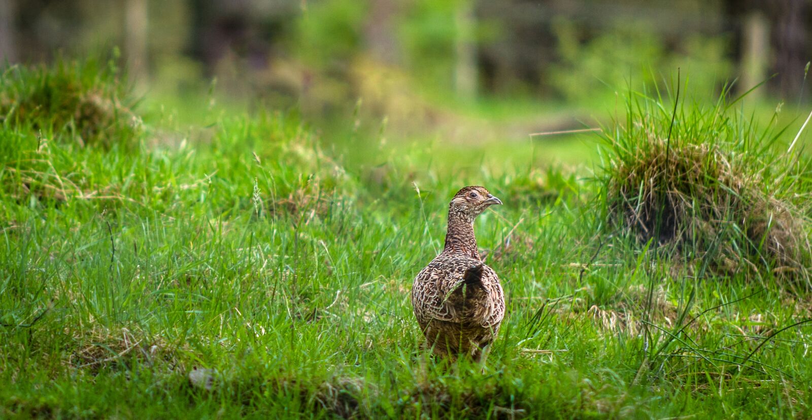 HD Pentax DA 55-300mm F4.0-5.8 ED WR sample photo. Pheasant, hen, meadow photography