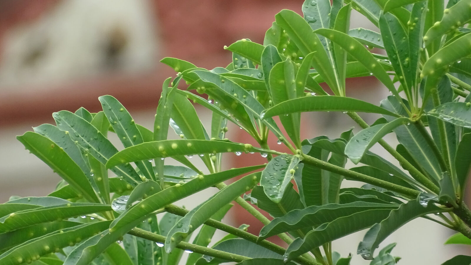 Sony Cyber-shot DSC-HX400V sample photo. Green, leaf, nature, raindrop photography
