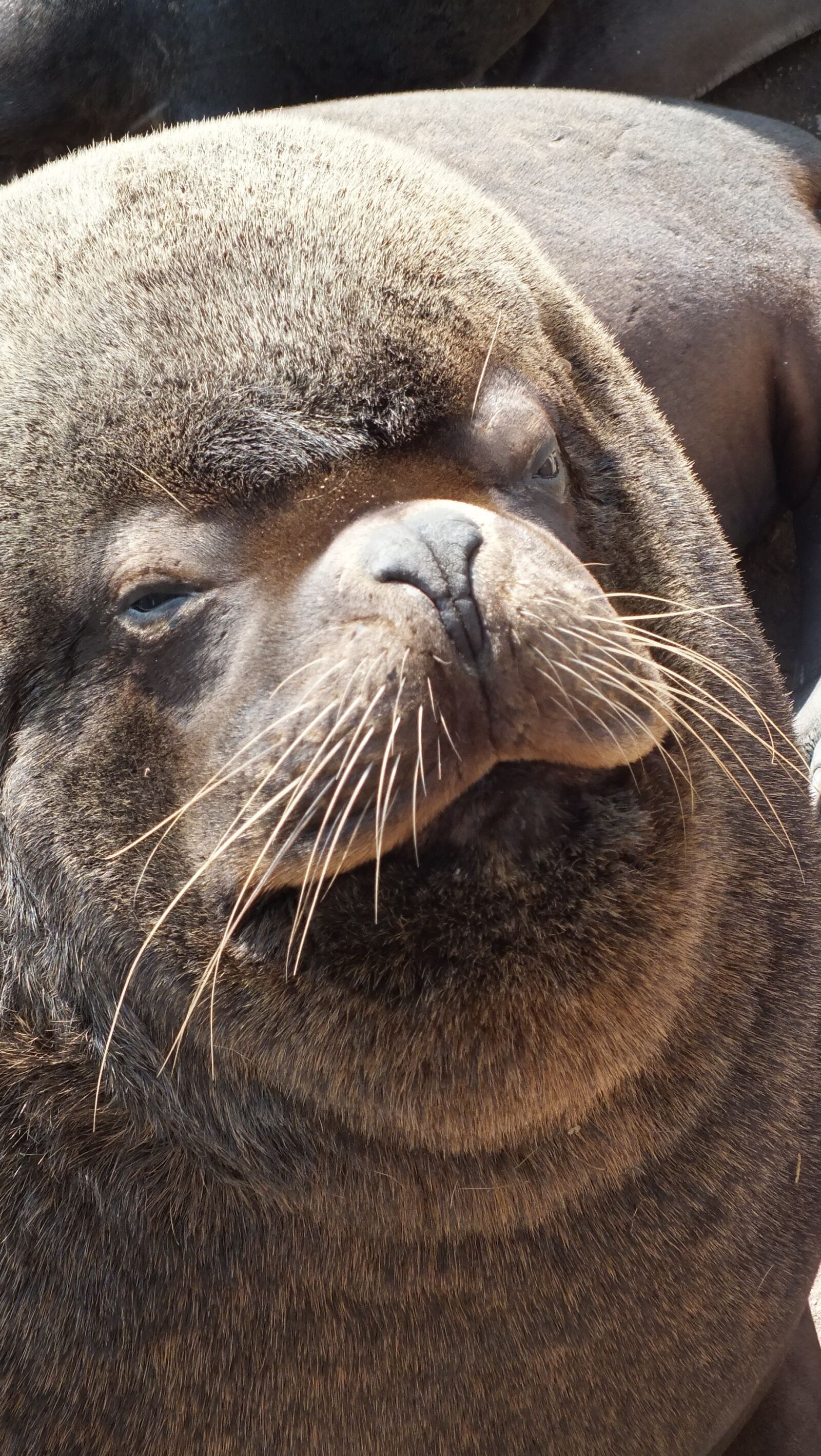 Fujifilm FinePix HS30EXR sample photo. Sea lion, sea, mammal photography