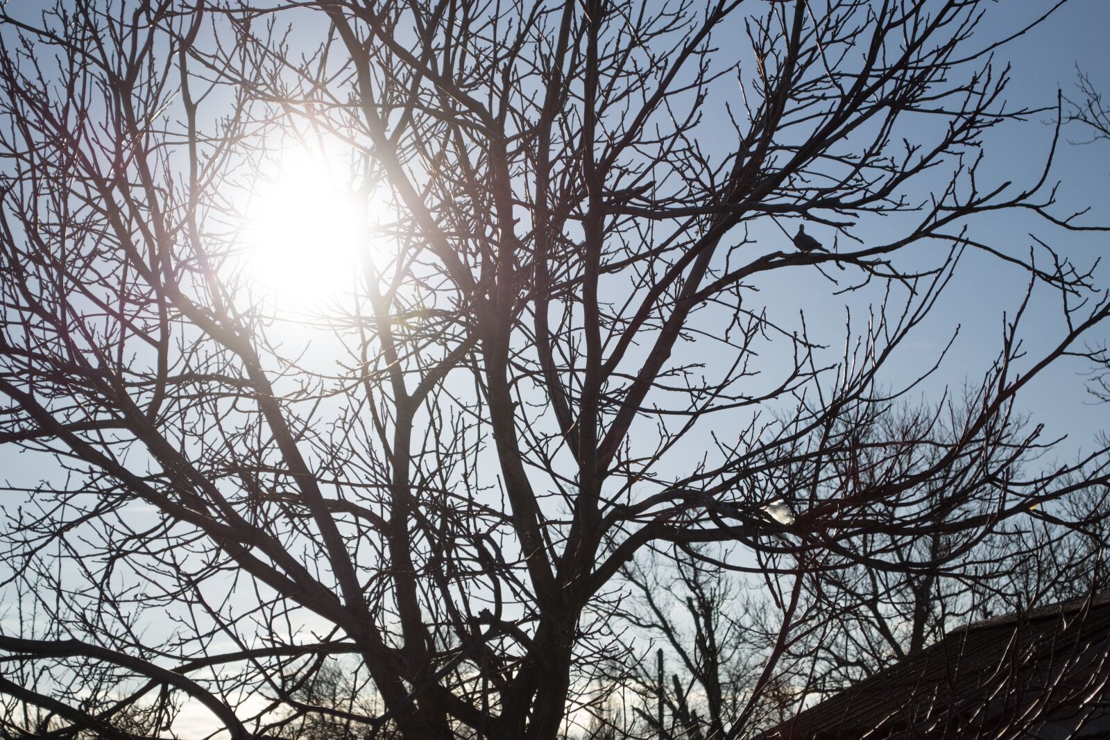 Nikon D3100 sample photo. Sun, winter, tree photography