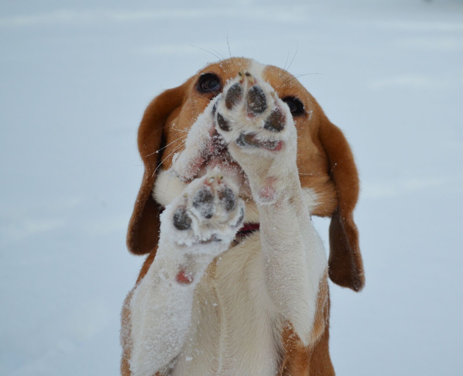 Nikon D5100 sample photo. Dog, animal, cute photography