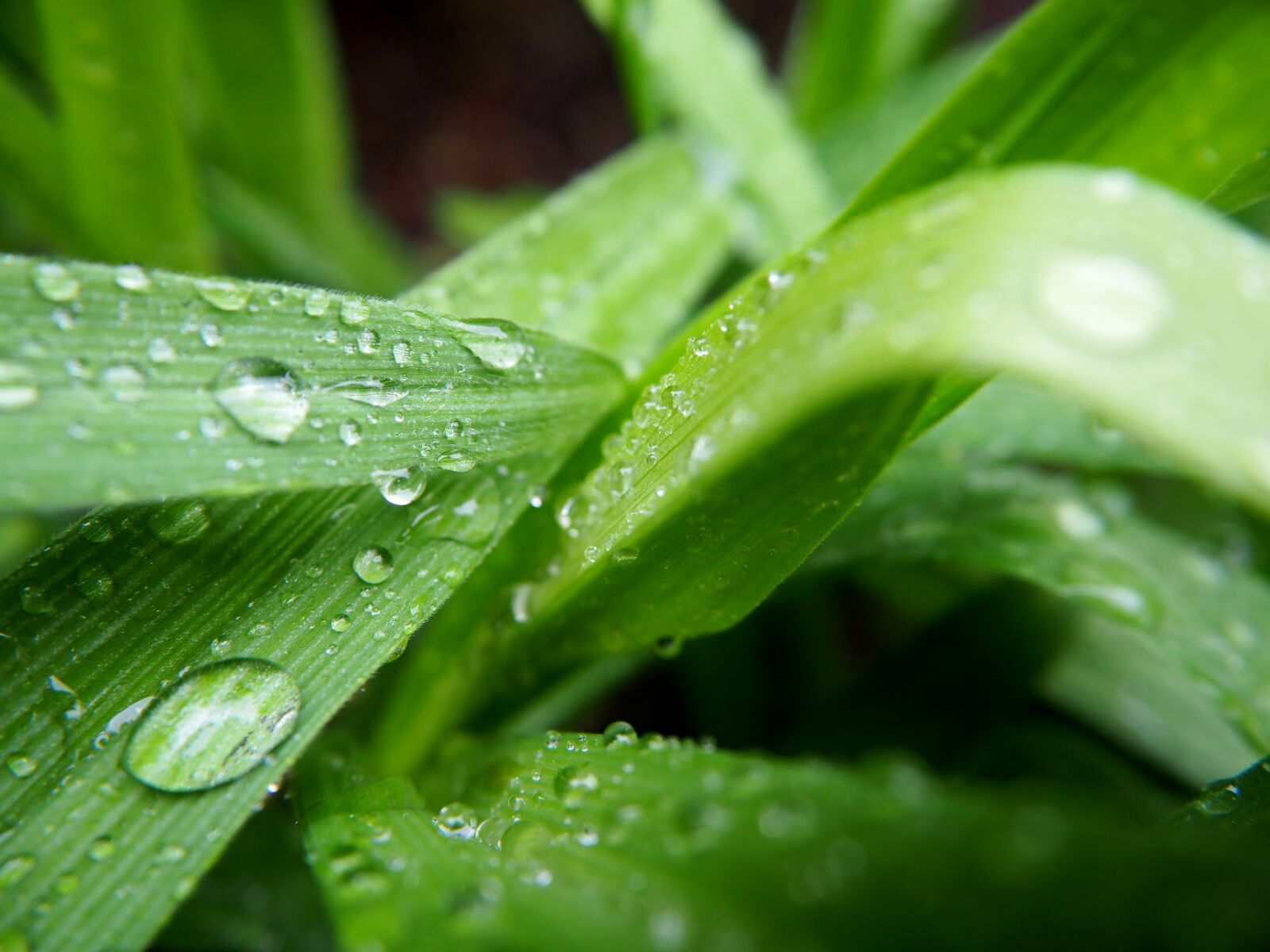 Olympus OM-D E-M10 sample photo. Leaf, green, dewdrop photography