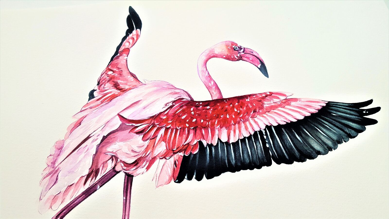 Samsung Galaxy S6 sample photo. The greater flamingo, bird photography