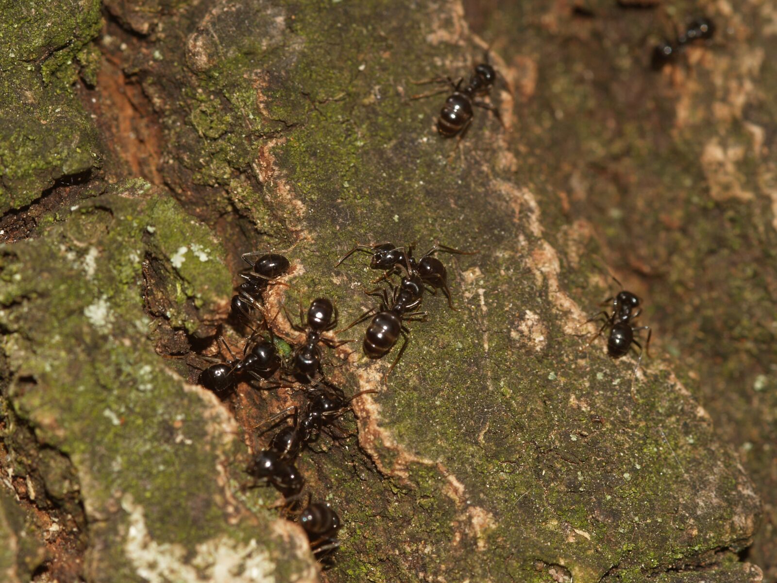 Olympus E-300 (EVOLT E-300) sample photo. Insect, ants, ant shiny photography