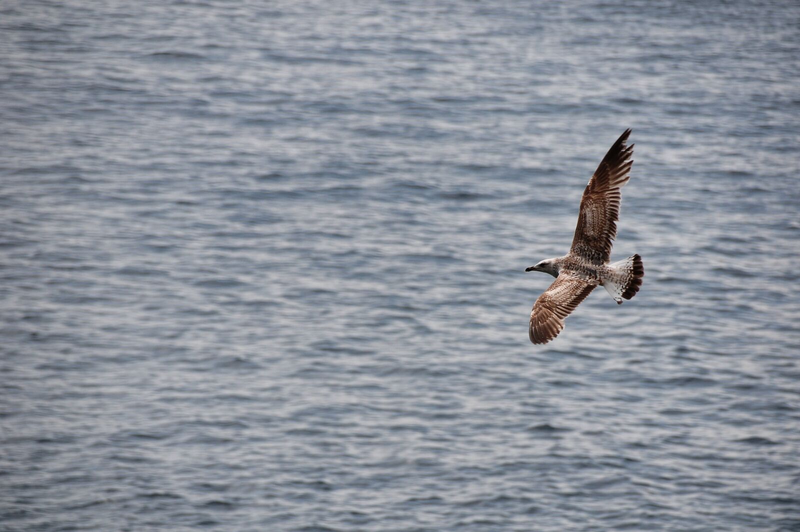 Nikon D300S sample photo. Seagull, flight, sea photography