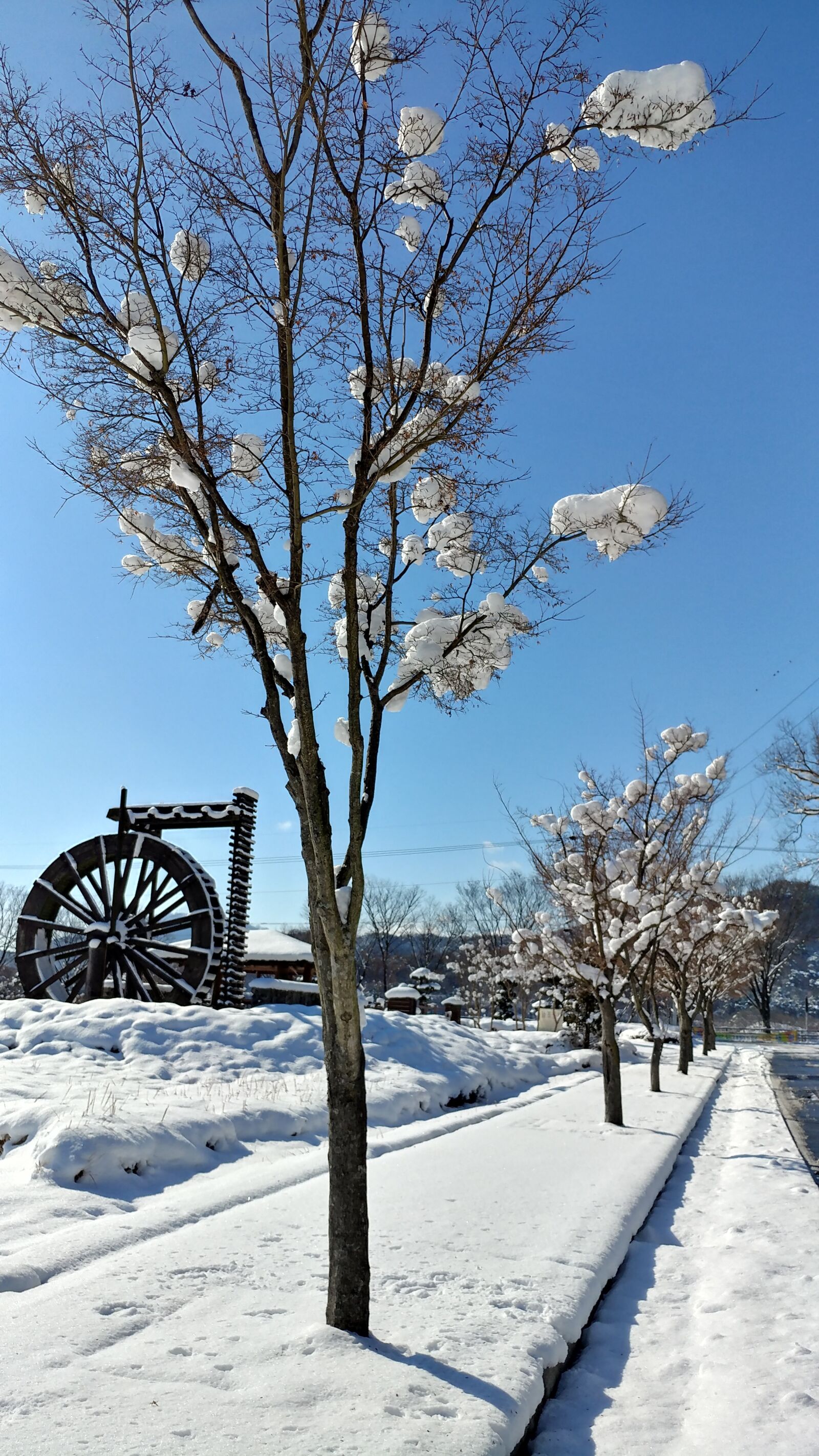 LG V20 sample photo. Snow, nature, winter photography
