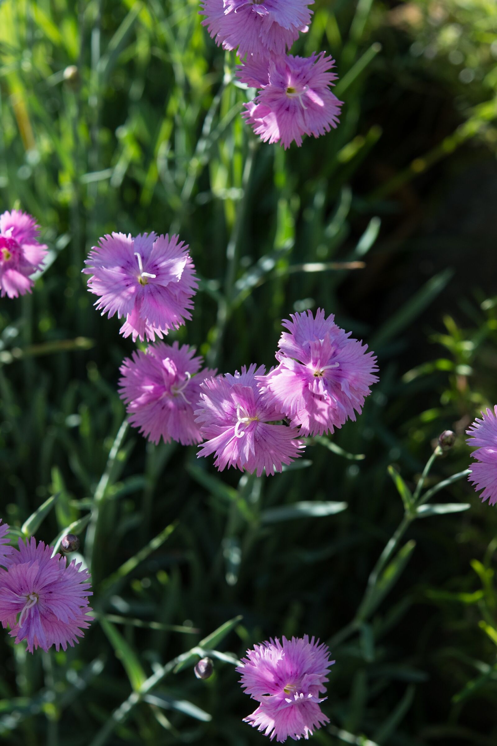 Nikon D7100 sample photo. Cushion flower, pink flowers photography