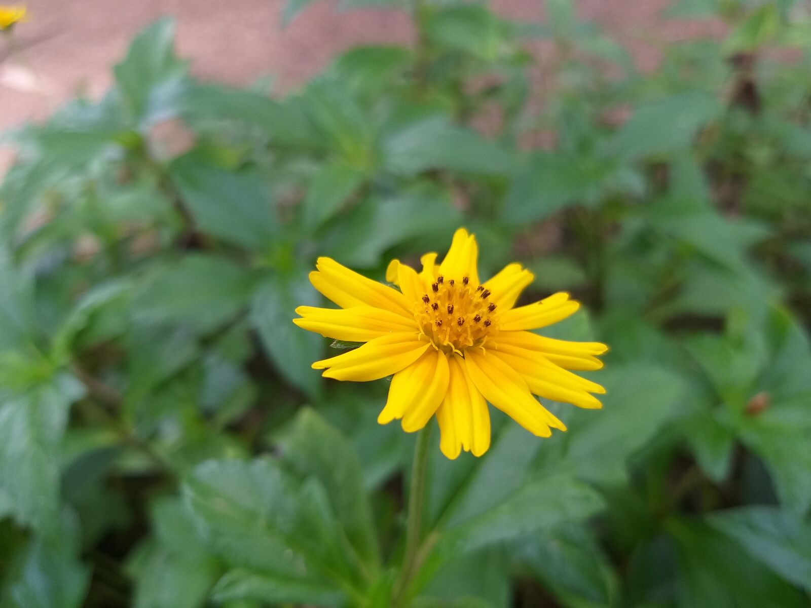 Samsung Galaxy A6+ sample photo. Yellow flower, plant, garden photography