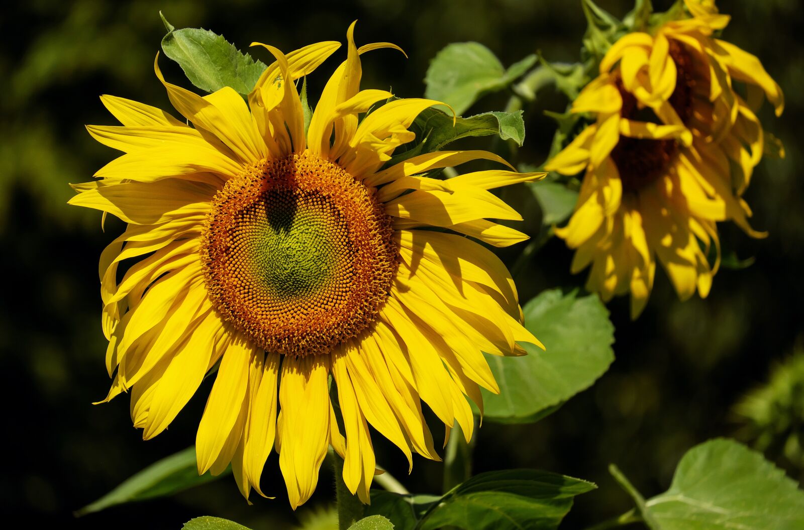Fujifilm X-T10 + Fujifilm XC 50-230mm F4.5-6.7 OIS sample photo. Sunflower, flower, bloom blooms photography