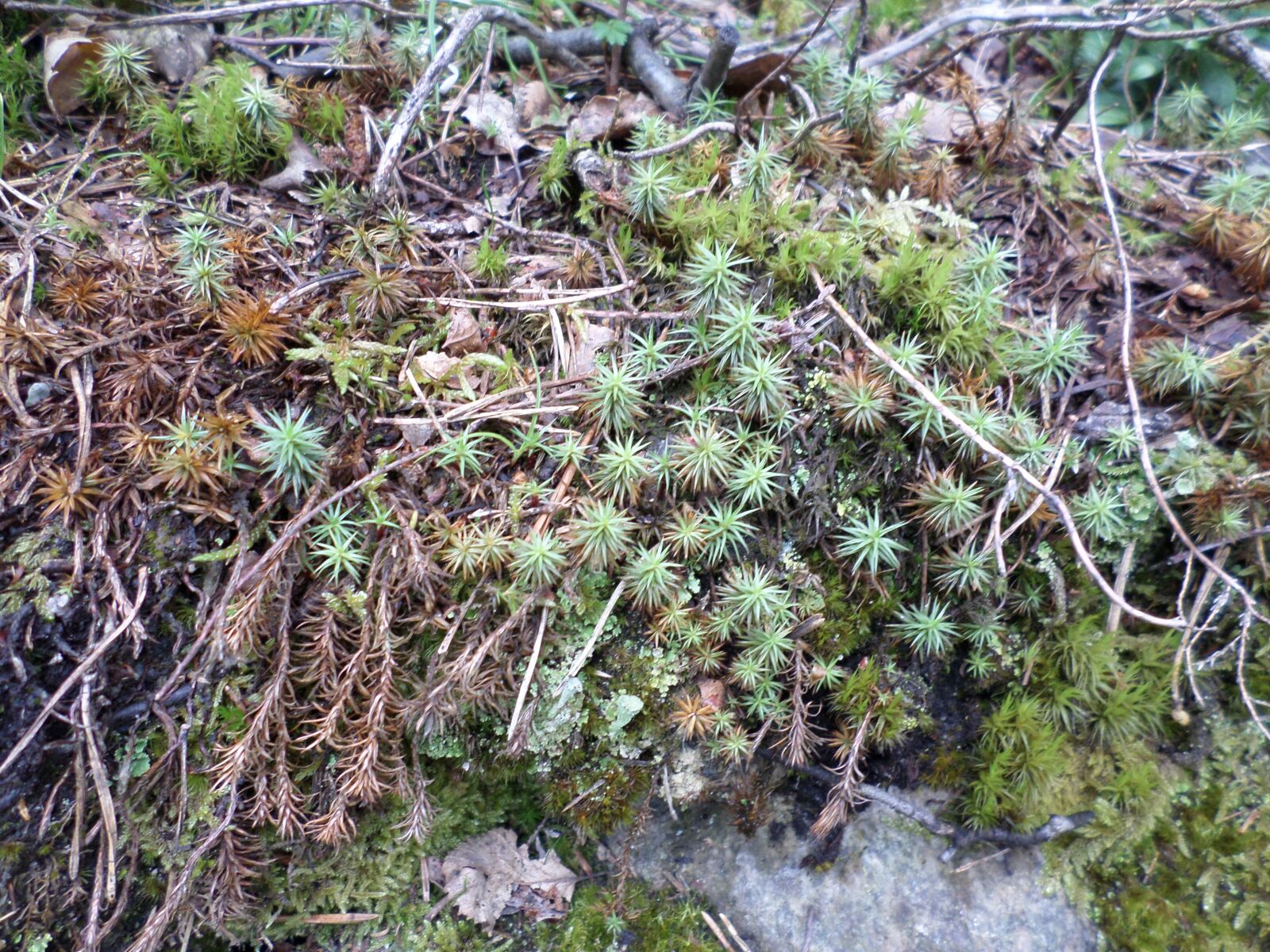 Samsung DV150F/DV151F/DV155F sample photo. Nature, plants, stem photography