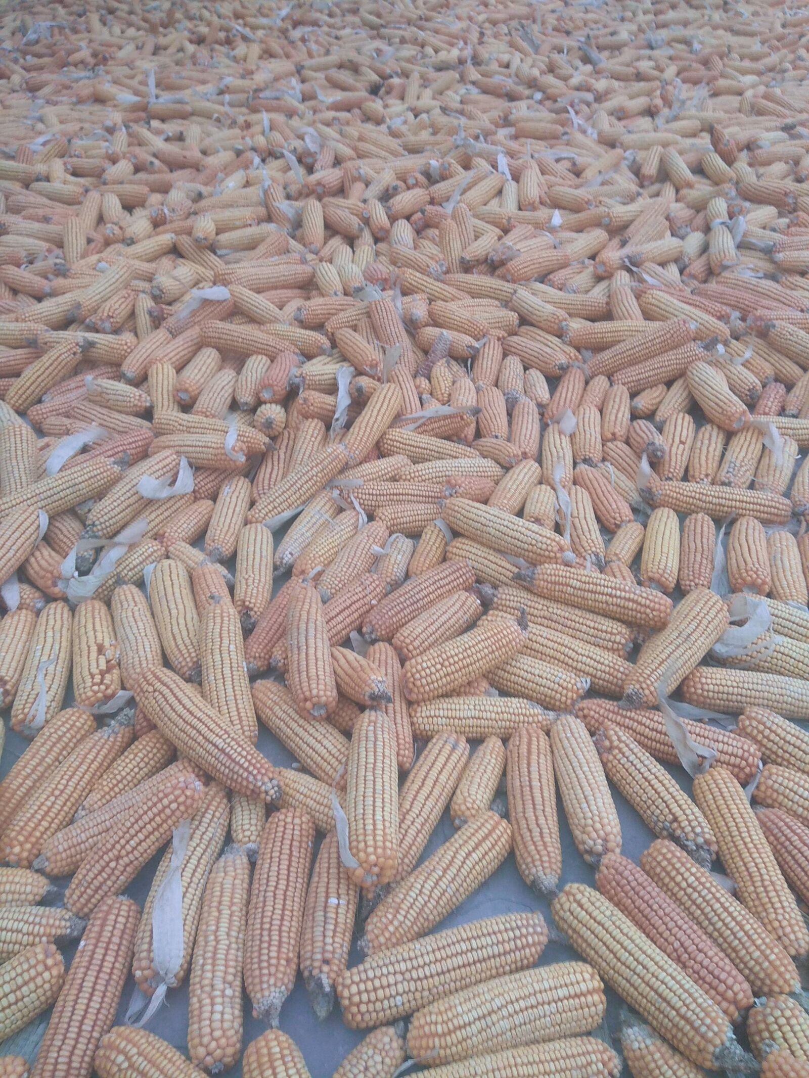 Xiaomi Redmi Note 4 sample photo. Sweet corn, cereal, grain photography