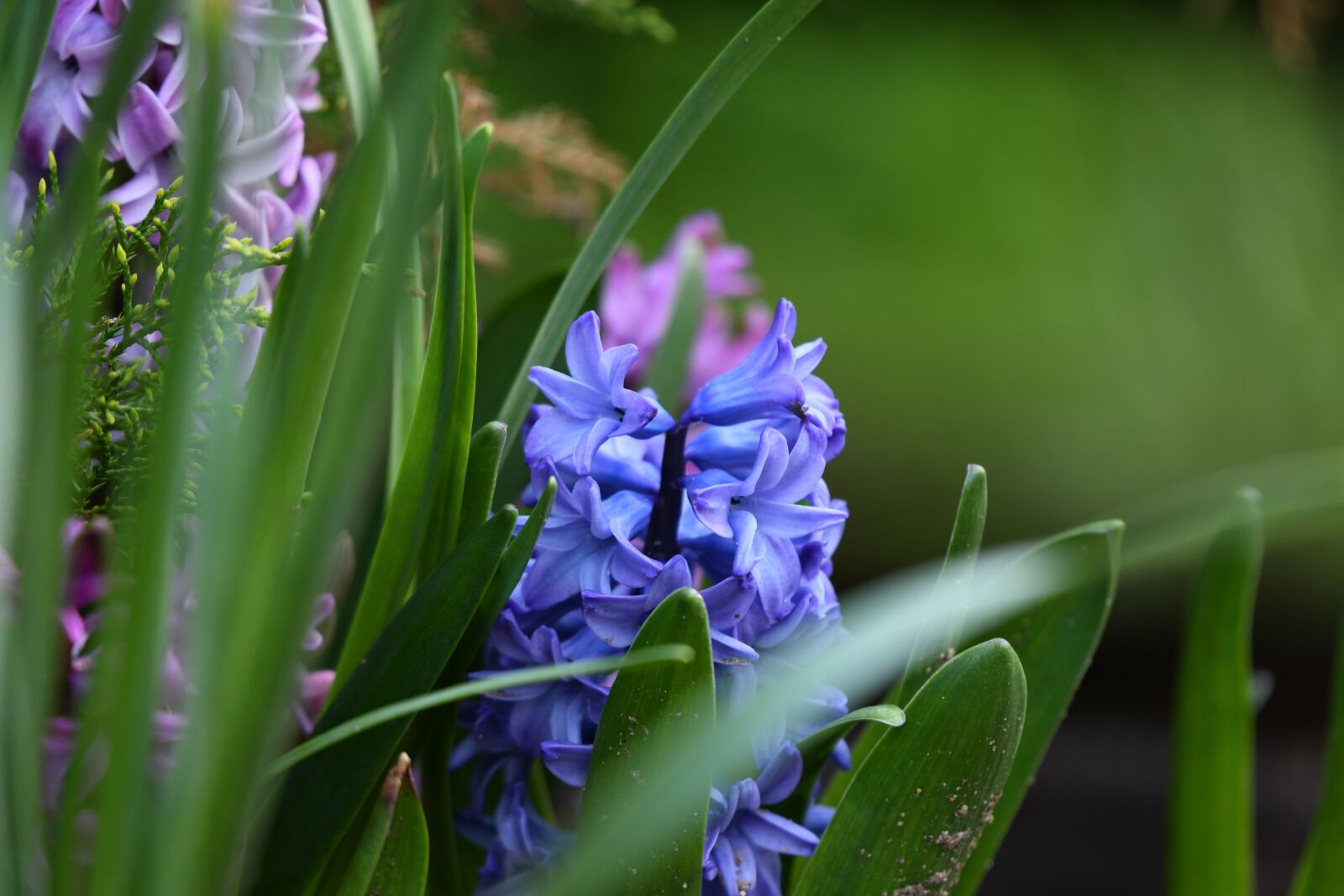 Nikon D850 sample photo. Flower, blossom, petal photography