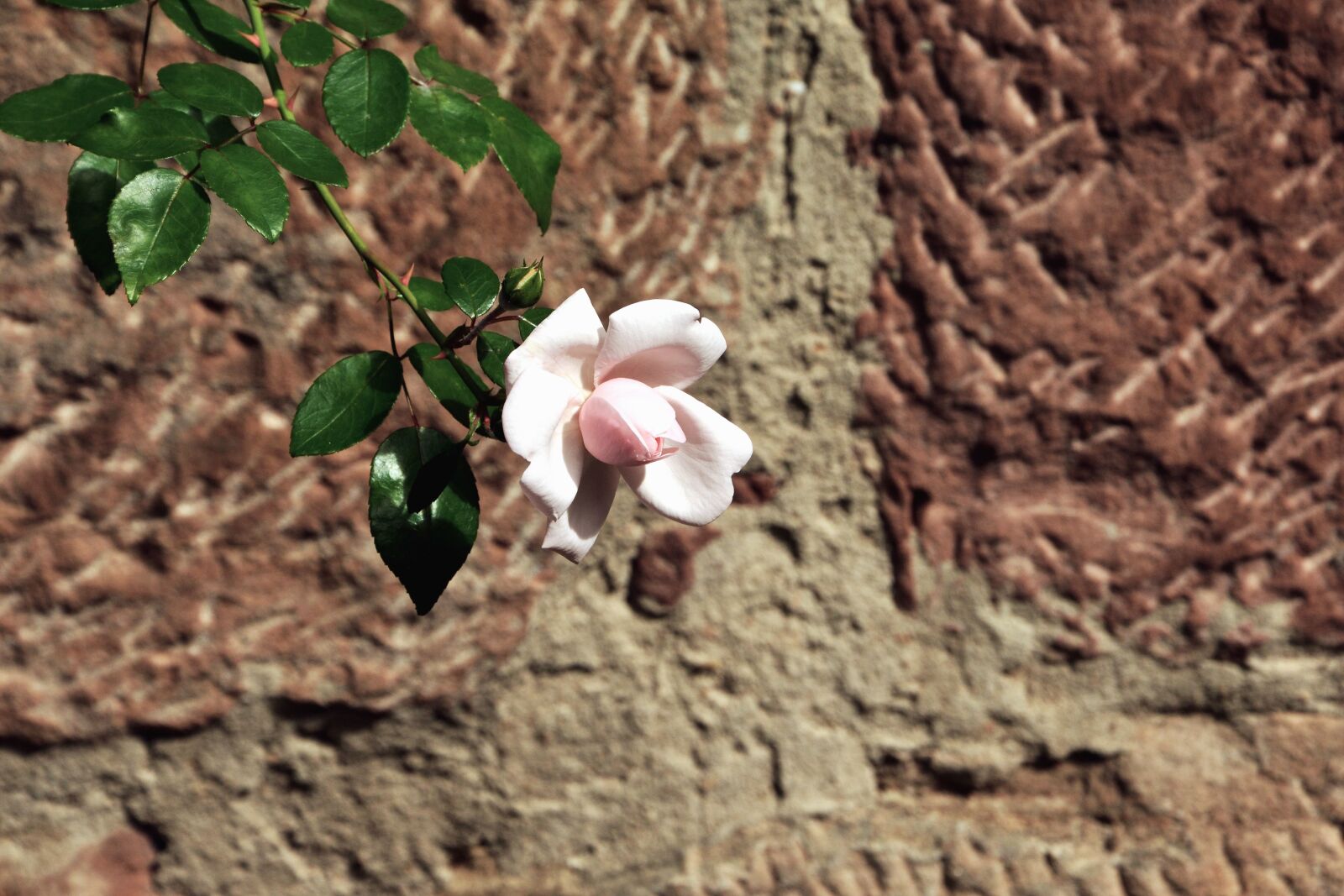 Nikon D5200 sample photo. Flower, petal, leaf, plant photography