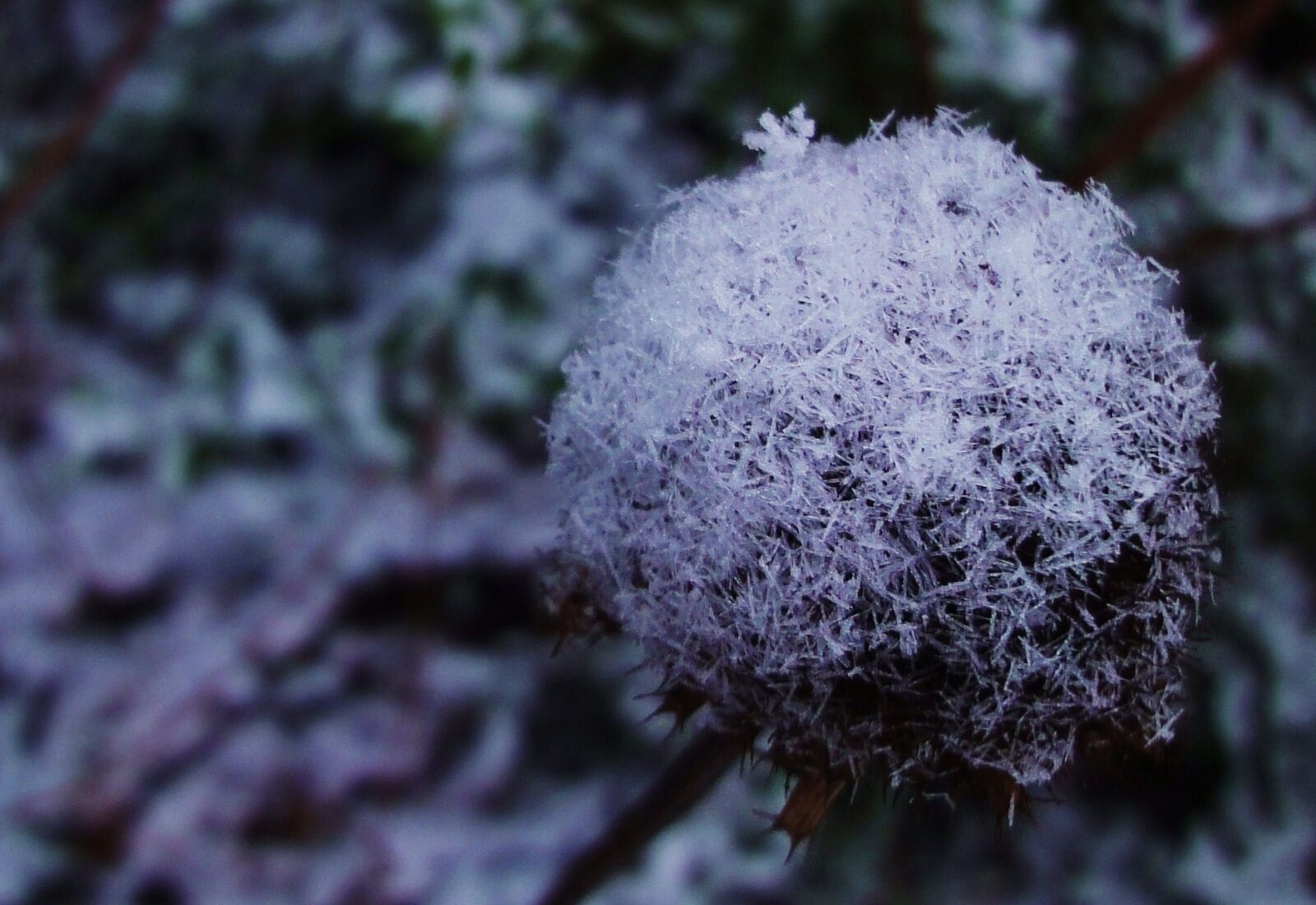 Sony Cyber-shot DSC-WX1 sample photo. Flower, garden, snow, winter photography