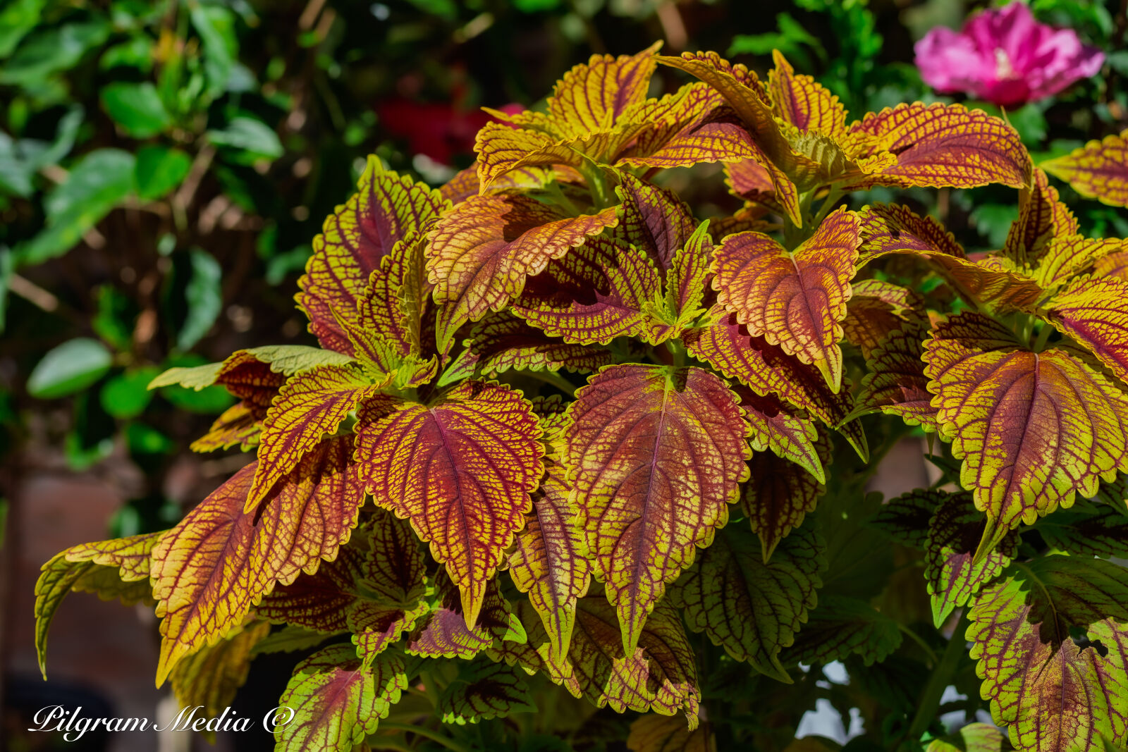 Canon EOS-1D X sample photo