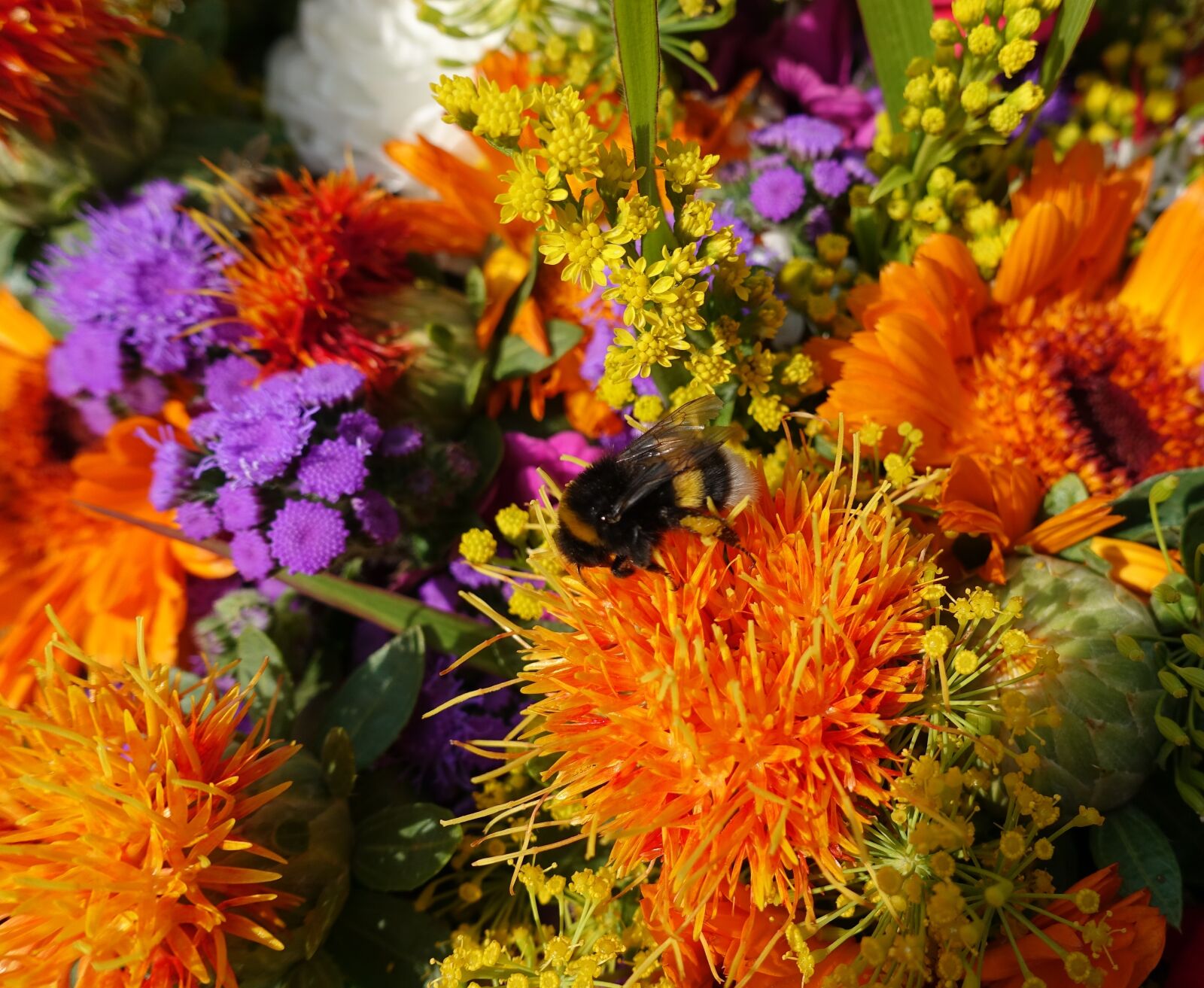 Sony DSC-RX100M5 sample photo. Summer flowers, colorful, color photography