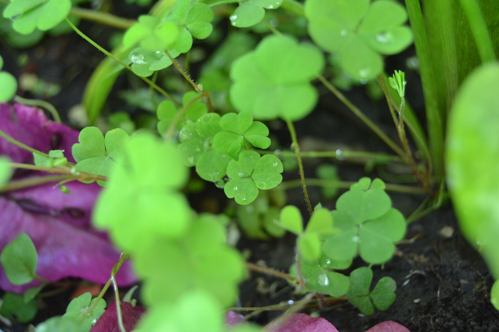Nikon D3100 sample photo. Leaves, plant, green photography