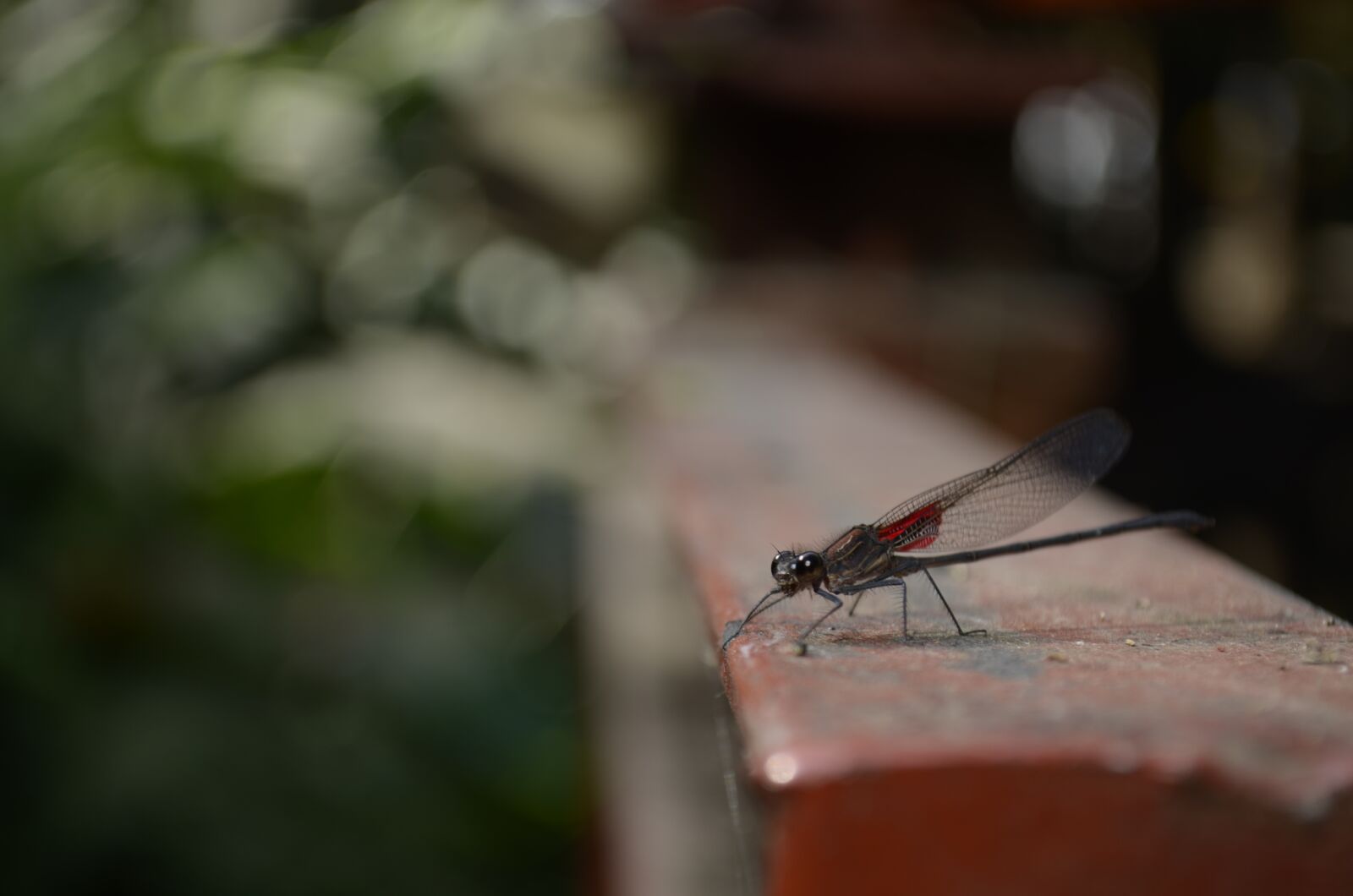 Nikon D5100 sample photo. Dragonfly, insect, nature photography