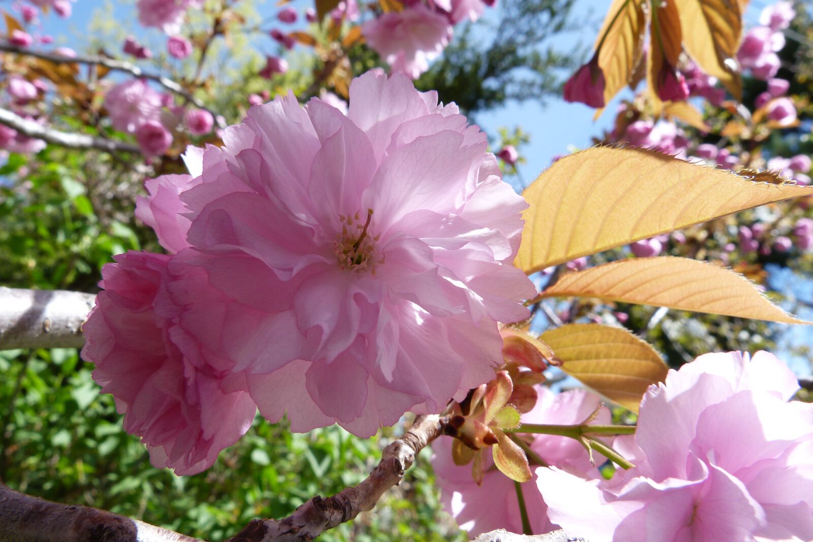 Panasonic Lumix DMC-FZ40 (Lumix DMC-FZ45) sample photo. Flower, cherry, pink photography