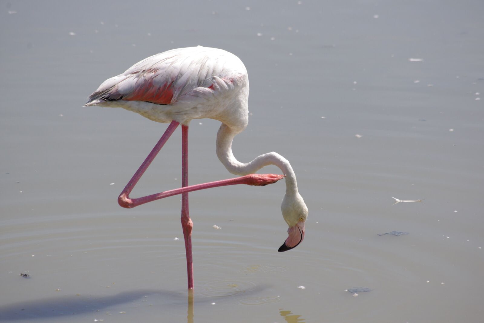 Pentax K-x sample photo. Flamingos, pond, camargue photography