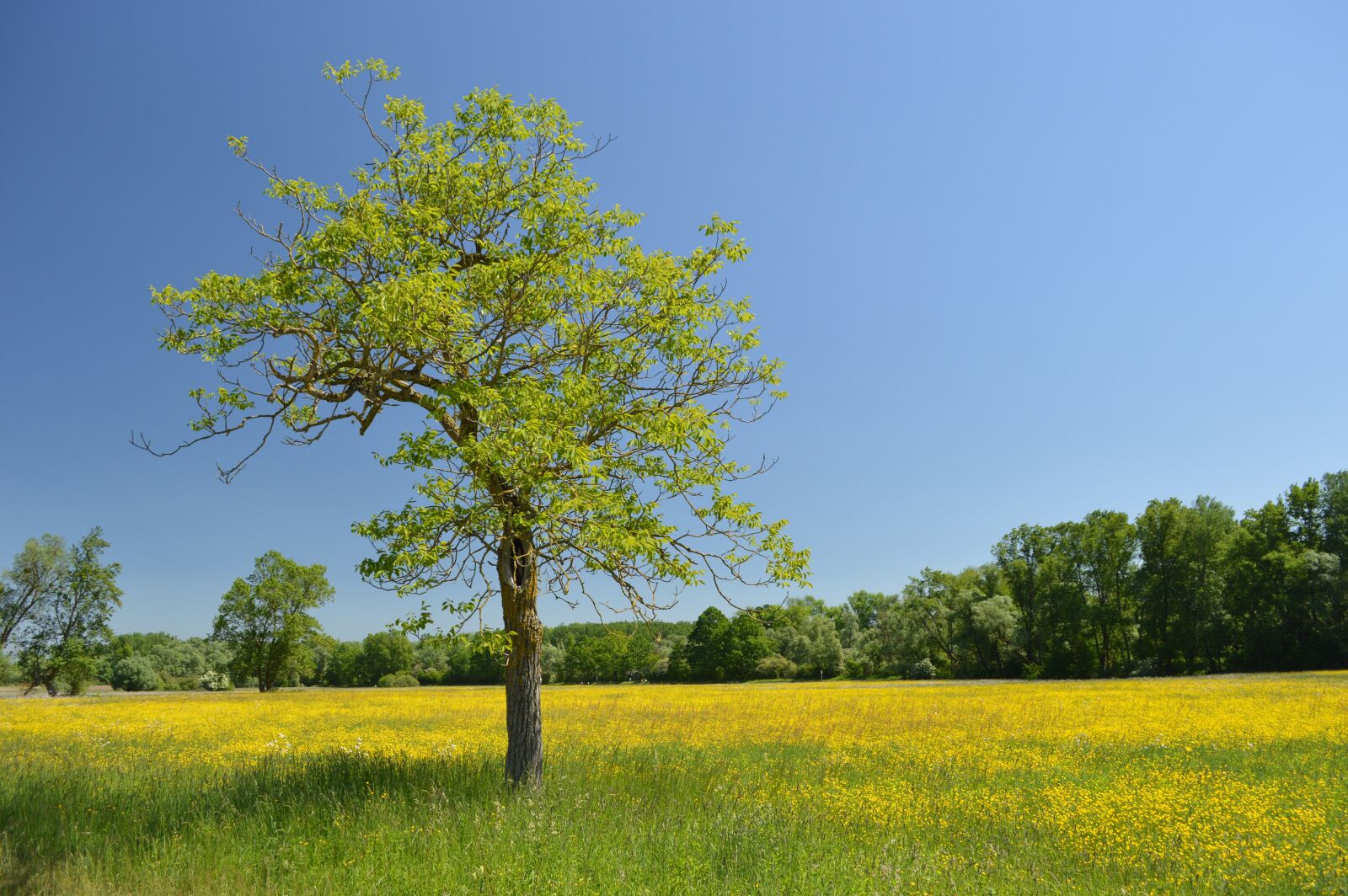 Nikon D3200 sample photo. Flower meadow, tree, spring photography