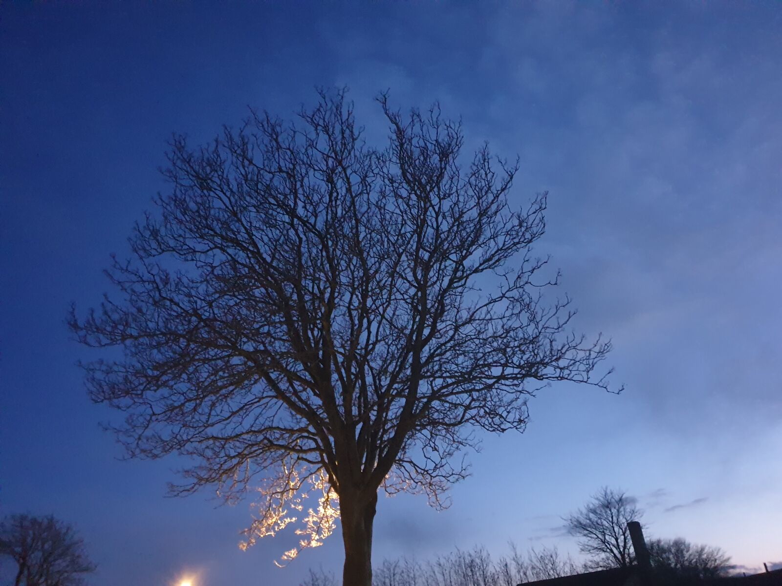 Samsung Galaxy S9+ sample photo. Tree, sky, blue photography