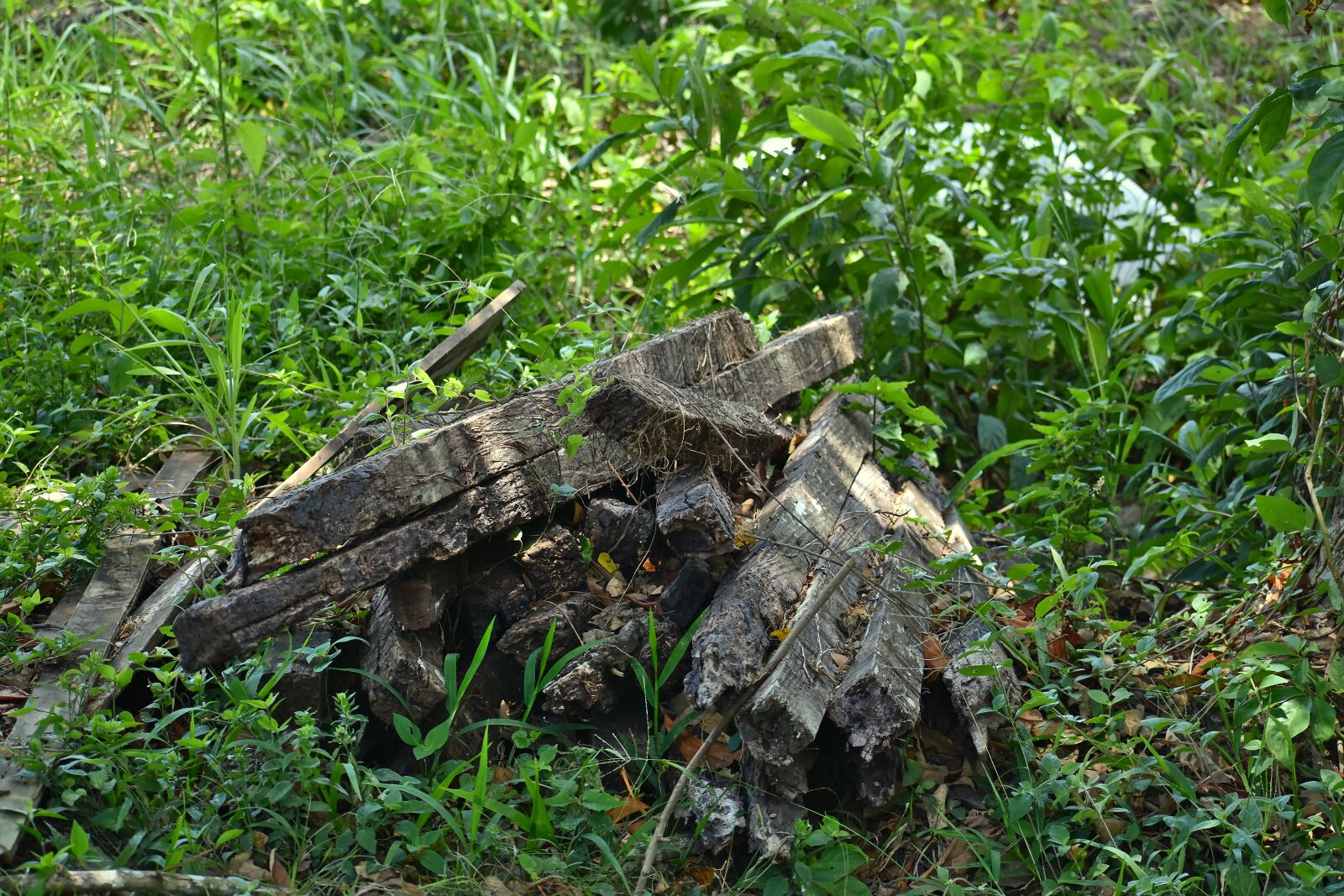 Nikon D7200 sample photo. Nature, flora, wood photography
