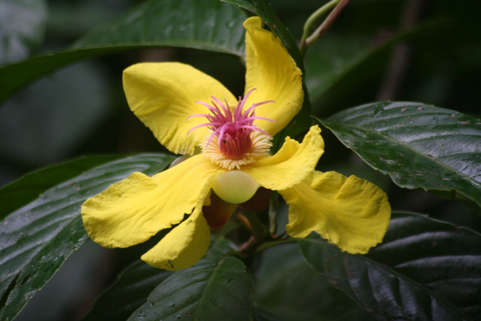 Canon EOS 350D (EOS Digital Rebel XT / EOS Kiss Digital N) sample photo. Yellow, flower, nature photography