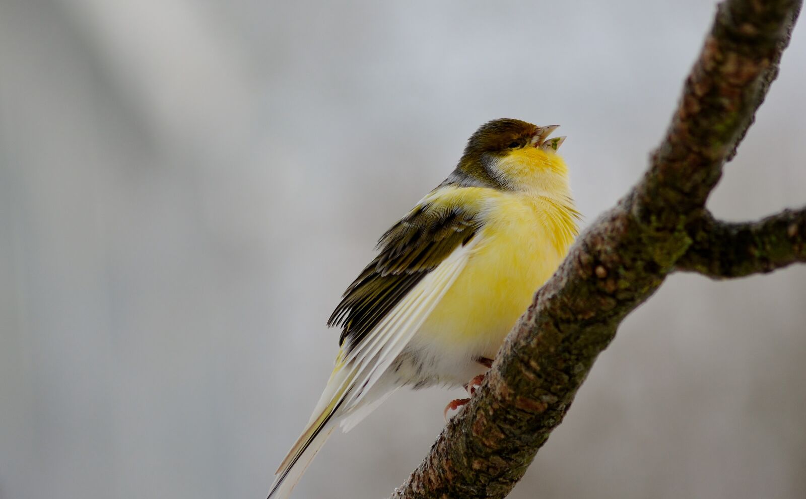 Nikon D5200 sample photo. Songbird, bird, branch photography